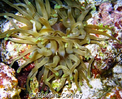 Night dive in Grand Cayman.  If you look close you will s... by Bonnie Conley 